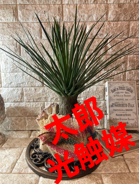 光触媒 人工観葉植物 ウォールグリーン フェイクグリーン ユッカ