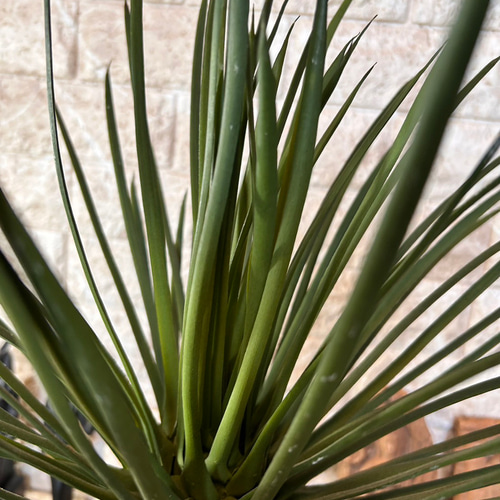 光触媒　人工観葉植物　ウォールグリーン　フェイクグリーン　ユッカロストラータ 光触媒 人工観葉植物 ウォールグリーン フェイクグリーン ユッカ