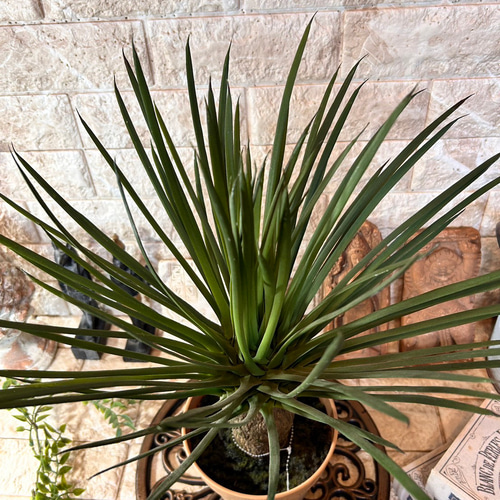 光触媒 人工観葉植物 ウォールグリーン フェイクグリーン ユッカ