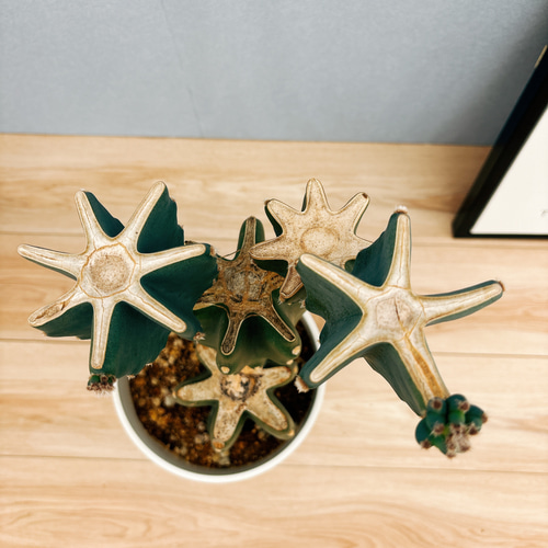 サボテン様 2 コピアポア シネレア 黒王丸 実生・サボテン 多肉植物