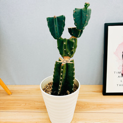サボテン レブチア♪カキコ２個 imgrc0111196175.jpg