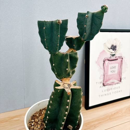 最終値下げ！柱サボテン鬼面角　ブランチ　棘なし　A 発根済み 鬼面角 ブランチ(陶器鉢植込み、4号ラウンド茶色