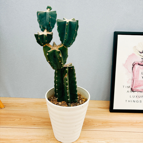 柱サボテン 鬼面角 地植え ブランチ 宮﨑県産 がんがん育ってます^_