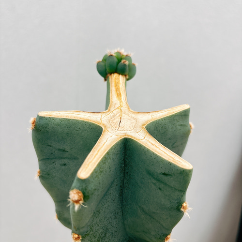 現品］12番 柱サボテン 鬼面角 ブランチ 7号 観葉植物 室内 おしゃれ