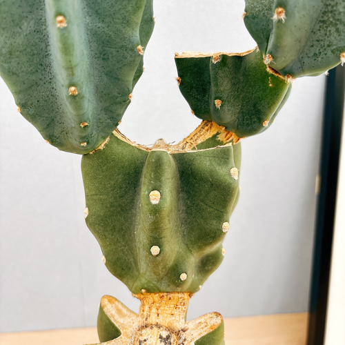 現品　サボテン　柱サボテン　ブランチ　柱サボテンブランチ　鬼面角　6番　室内 現品］12番 柱サボテン 鬼面角 ブランチ 7号 観葉植物 室内