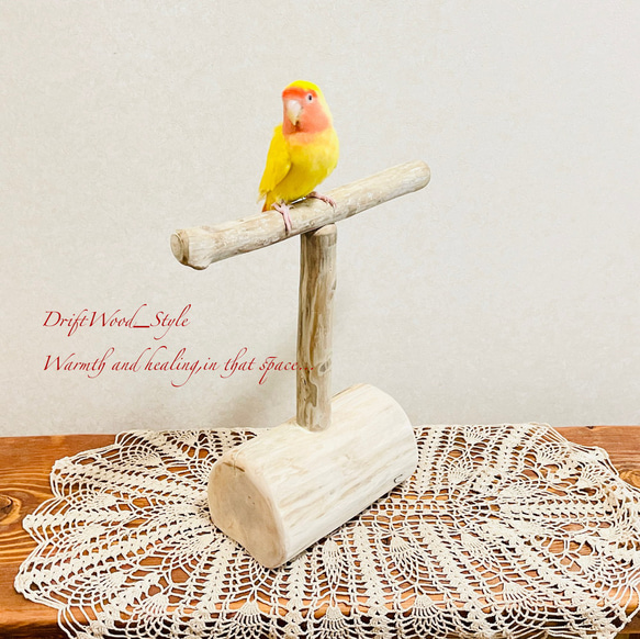流木インテリア  中～大型インコも止まれる天然流木の小鳥の止まり木 スタンドタイプ インコ オウム 鳥 自然木 N10 3枚目の画像