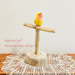 流木インテリア  中～大型インコも止まれる天然流木の小鳥の止まり木 スタンドタイプ インコ オウム 鳥 自然木 N11 4枚目の画像