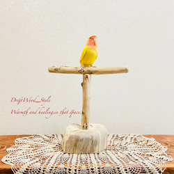 流木インテリア  中～大型インコも止まれる天然流木の小鳥の止まり木 スタンドタイプ インコ オウム 鳥 自然木 N11 1枚目の画像