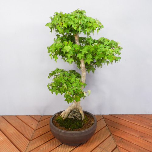 楓石付盆栽 石付盆栽 楓 カエデ 盆栽 小品盆栽