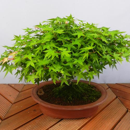 三河盆栽 清姫モミジ 盆栽 ☆ENGEI ichioki☆紅葉・もみじ「清姫」中品