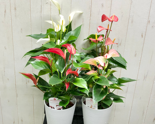 335dac4900c793537edded0f88b7e5