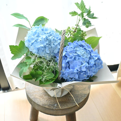 ✤ ユーカリ ポポラス ✤ フレッシュ*＊ 再販特価！フレッシュユーカリポポラス カット枝 ドライフラワー