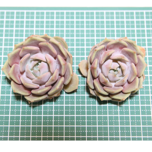 多肉植物]韓国苗 パステルレオン 多肉植物 MOCHIKO 通販 17776015