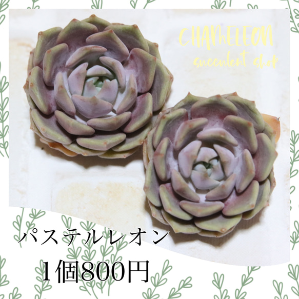 多肉植物　パステルレオン　カット苗　韓国苗 多肉植物]韓国苗 パステルレオン 多肉植物 MOCHIKO 通販 17776015