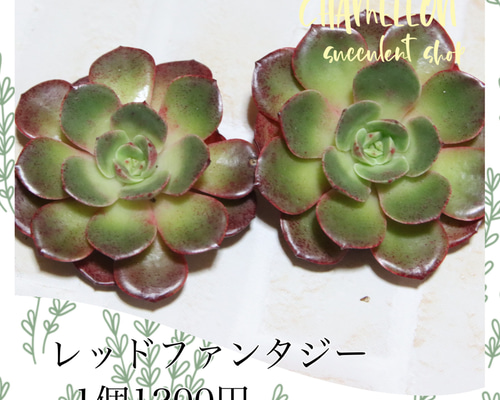 多肉植物]韓国苗 レッドファンタジー 多肉植物 MOCHIKO 通販 17776032