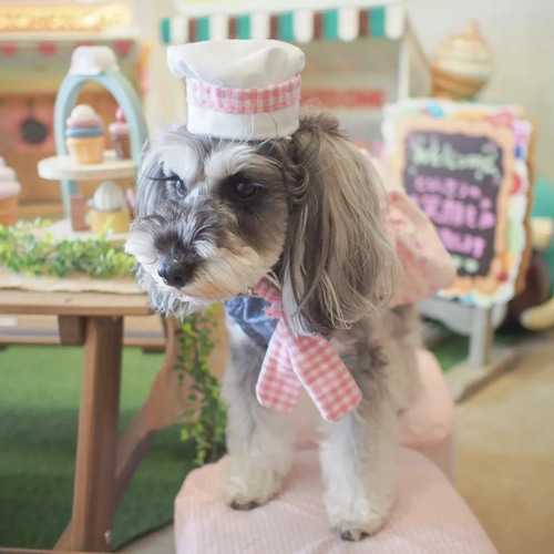 サマーシリーズ、被るだけマリンカラー(グリーン)わんちゃん猫ちゃん用