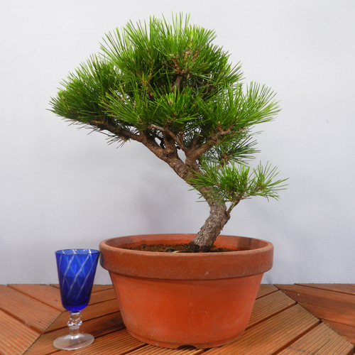 最終値下げしました。 黒松中品盆栽です。赤松、しんぱく盆栽 黒松中品盆栽です。 最終値下げしました。 黒松中品盆栽です