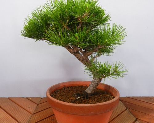 ☆ENGEI ichioki☆黒松・クロマツ・中品盆栽02◇形の整った黒松盆栽