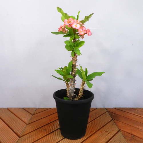 花麒麟　濃いピンク　鉢植え　【親株】 花麒麟 濃いピンク 鉢植え