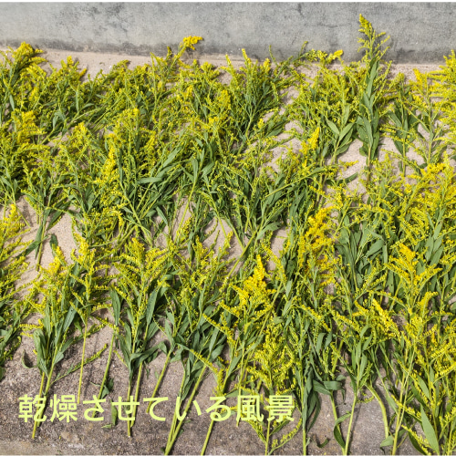 無農薬）野生のセイタカアワダチソウ入浴剤 バス・トイレ・洗面用品