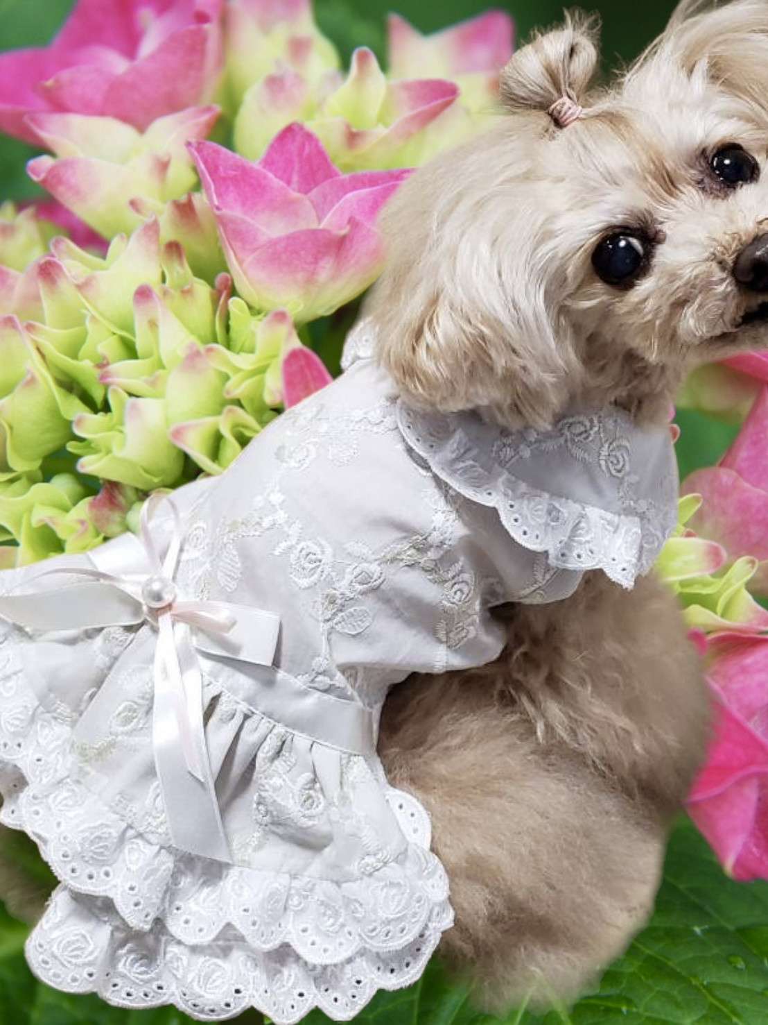 犬服／猫服　ばら刺繍レースワンピース 　オフベージュ [OP900]