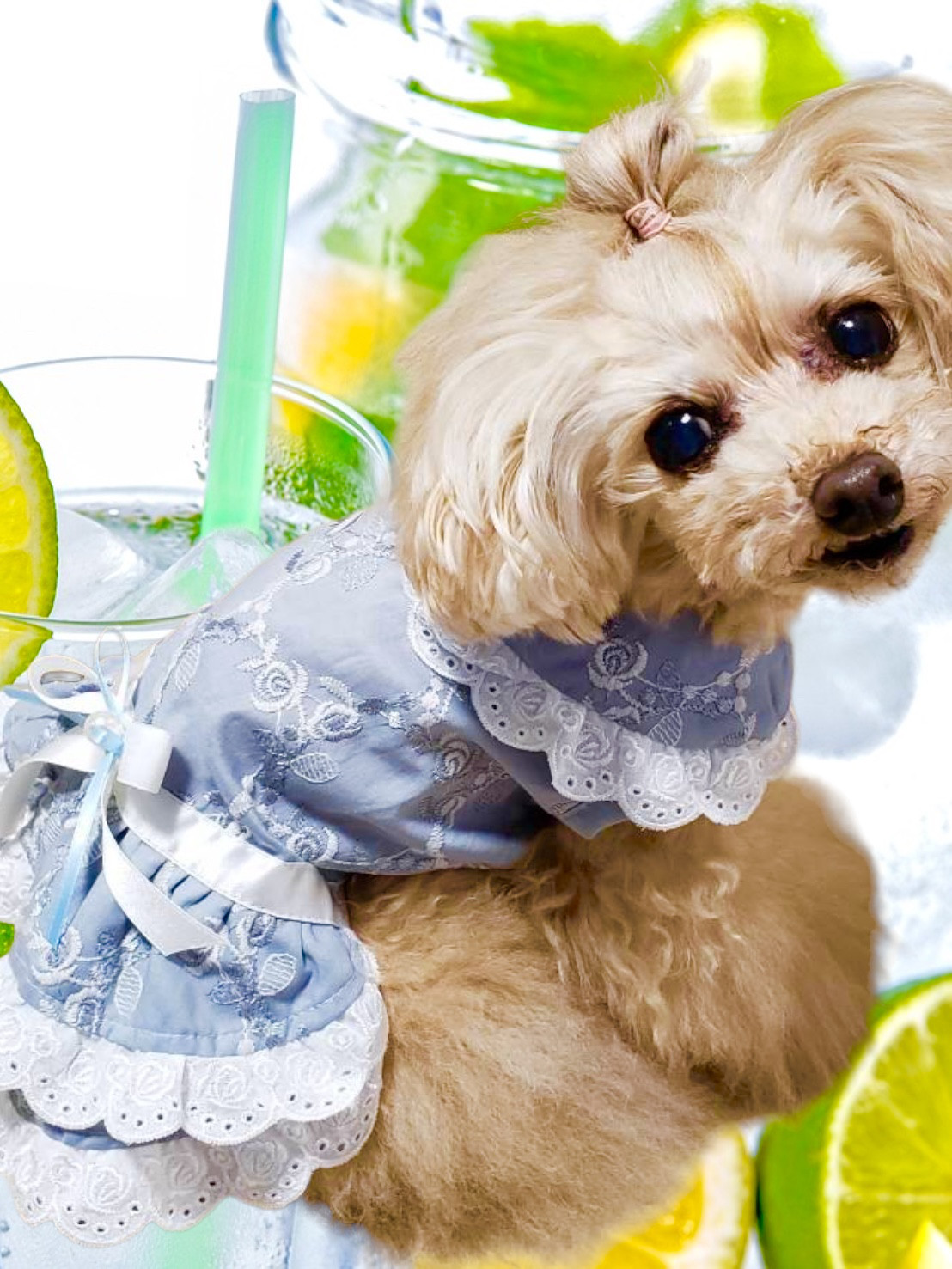 犬服／猫服　ばら刺繍レースワンピース 　モスブルー [OP900]