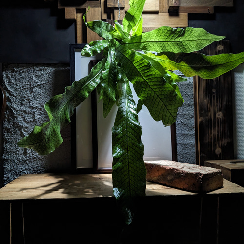 送料無料】クロコダイルファーン［板付・人気・大株］ その他