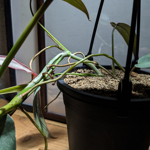 37 アンスリウム クリスタリナム ハイブリッド 斑入り ミント斑 2株 脇