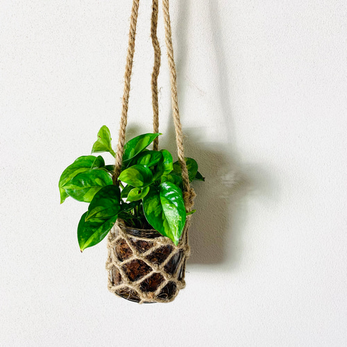 現品　キンコウボク　金厚朴　希少　20番　観葉植物　植木　インテリアグリーン ポトス『グローバルグリーン』グラスハンギング ベラボン植え 壁掛け