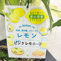 自宅で収穫　安心レモン   斑入り  レモンの木  ピンクレモネード 8枚目の画像