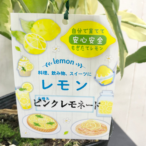 自宅で収穫　安心レモン   斑入り  レモンの木  ピンクレモネード 8枚目の画像