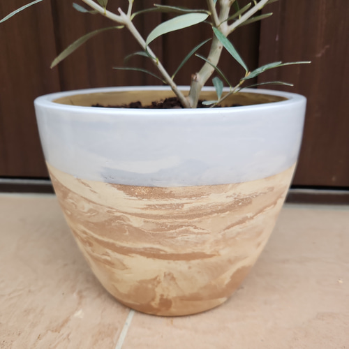 オリーブの木 エルグレコ マーブル模様お洒落テラコッタ鉢植え 苗