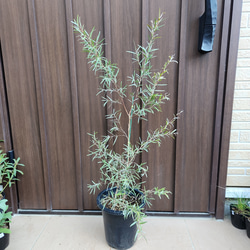 秋風に揺れる❤︎レプトスペルマムのリーフでまとめた寄せ植え 寄せ植え】-TEFNIQUE-寄せ植え 2024 * no.1 * 『春風が奏でる