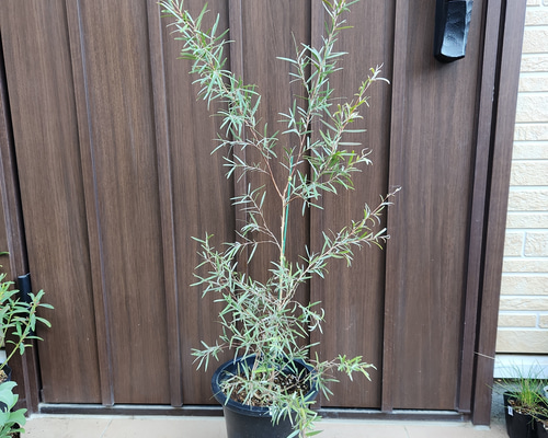 再販♡ レプトスペルマム シルバーティーツリー 鉢植え カラーリーフ