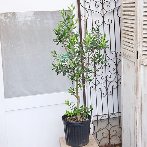 現品販売 常緑樹 オリーブ アルベキーナ 実付き 7号 高さ120cm 送料