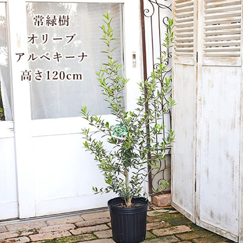 送料無料現品販売 常緑樹 オリーブ アルベキーナ 7号 高さ120cm 送料無料現品販売 常緑樹 オリーブ アルベキーナ 7号 高さ120cm