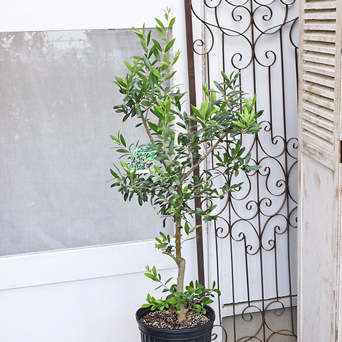 現品販売 常緑樹 オリーブ アルベキーナ 実付き 7号 高さ120cm 送料