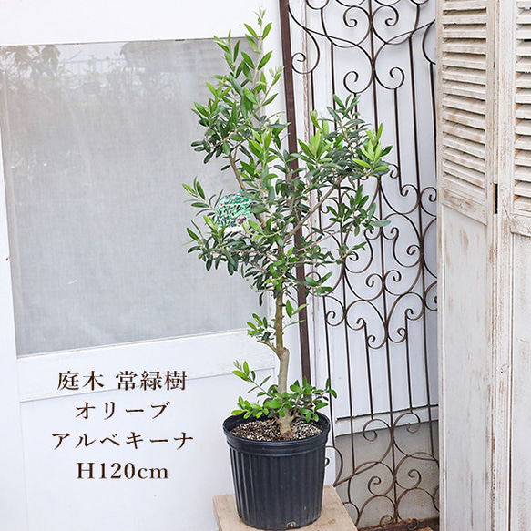 実が沢山付いてます！実を楽しみたい方にオススメのオリーブ・アルベキナ 現品販売 常緑樹 オリーブ アルベキーナ 実付き 7号 高さ120cm