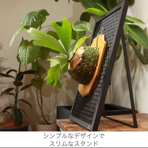 楽天市場】ビカクシダ（コウモリラン）用資材 『着生植物用