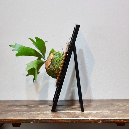 PLANT STAND』ビカクシダコウモリラン専用スタンド 植物スタンド