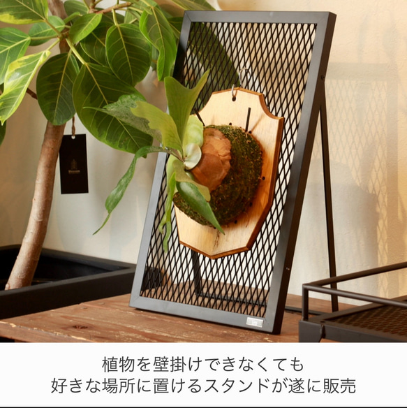 激安正規  PLANT STAND』ビカクシダ 植物 専用スタンド コウモリラン スチールラック・メタルラック