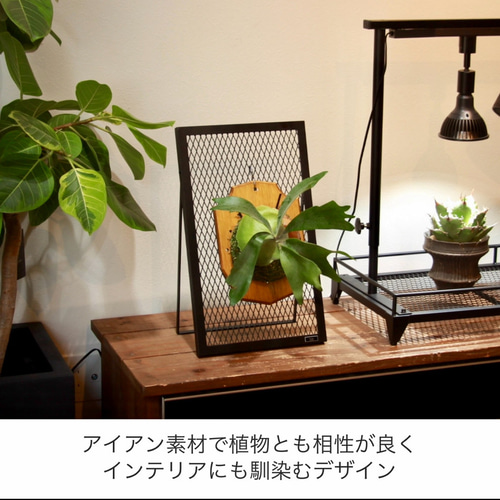 PLANT STAND』ビカクシダ コウモリラン 専用スタンド 植物