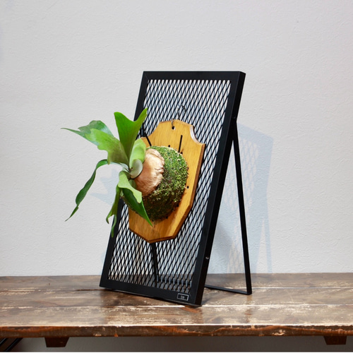 yk　2コセット　ビカクシダ 鑑賞用スタンド yk 2コセット ビカクシダ 鑑賞用スタンド 楽天市場】PLANT STAND
