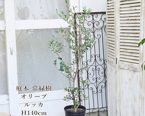 ［現品］99番 創樹　オリーブルッカ　7号　観葉植物　オリーブの木　自家結実性有 観葉植物 オリーブ 8号 ルッカ エディラウンド グレイ 付き