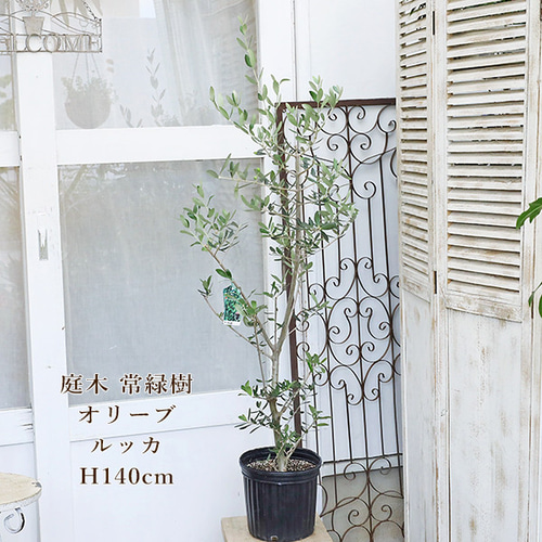 現品販売 常緑樹 オリーブ ルッカ 実付き 7号 高さ140cm 送料無料 庭木