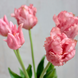 【リアル造花】パーロット咲きチューリップ5本ナチュラルブーケ【ピンク】 4枚目の画像