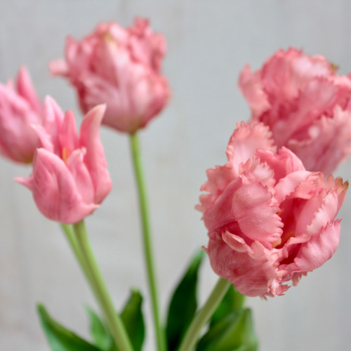 リアル造花】パーロット咲きチューリップ5本ナチュラルブーケ【ピンク