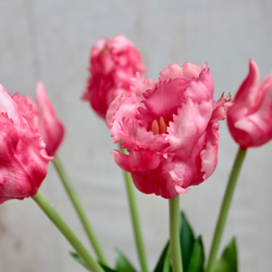 【リアル造花】パーロット咲きチューリップ5本ナチュラルブーケ【ローズレッド】 8枚目の画像