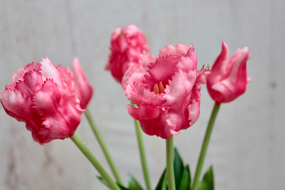 【リアル造花】パーロット咲きチューリップ5本ナチュラルブーケ【ローズレッド】 8枚目の画像