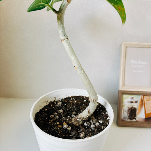 現品］4番 フィカス ベンガレンシス 曲がり 5号 観葉植物 室内